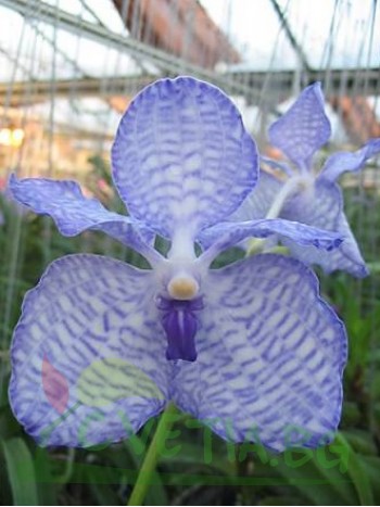 Ванда (Vanda coerulea compakt)